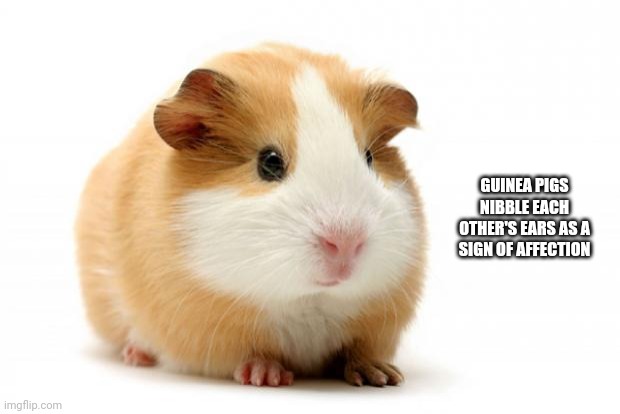 Guinea pig | GUINEA PIGS NIBBLE EACH OTHER'S EARS AS A SIGN OF AFFECTION | image tagged in guinea pig | made w/ Imgflip meme maker