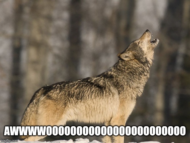 AWWWWOOOOOOOOOOOOOOOOOOOOOOO | made w/ Imgflip meme maker