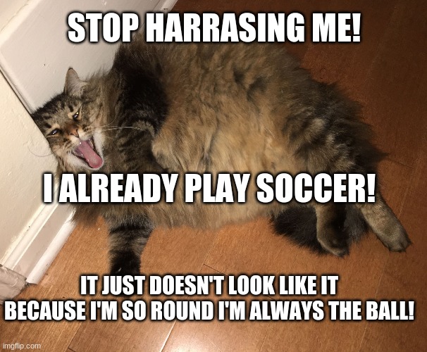Fat Cat | STOP HARRASING ME! I ALREADY PLAY SOCCER! IT JUST DOESN'T LOOK LIKE IT BECAUSE I'M SO ROUND I'M ALWAYS THE BALL! | image tagged in fat cat | made w/ Imgflip meme maker