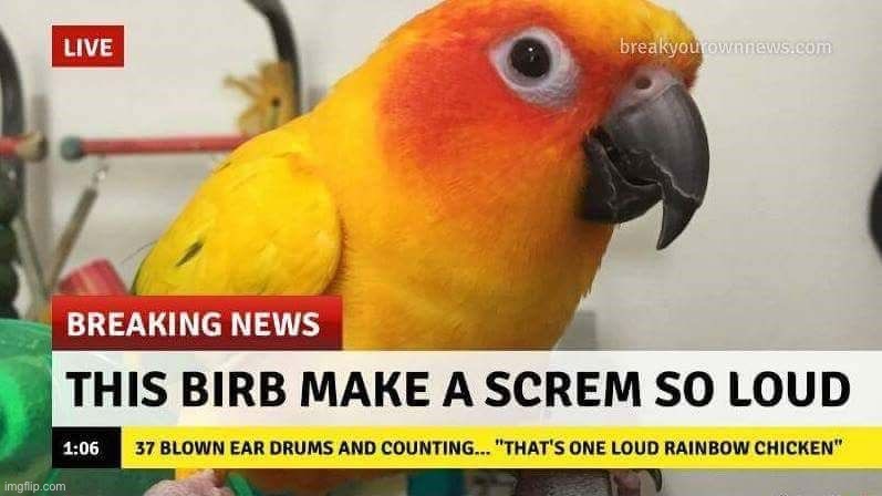 Birby | image tagged in lol,loud birb | made w/ Imgflip meme maker