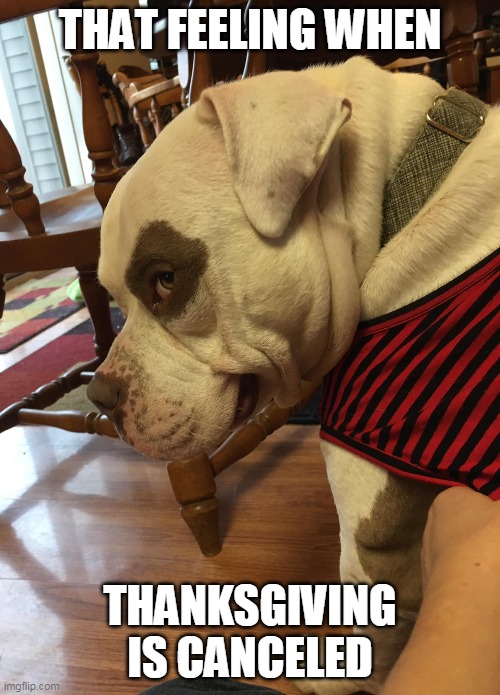 Ham Dog side Smile | THAT FEELING WHEN; THANKSGIVING IS CANCELED | image tagged in dogs,bulldog,pitbull,introvert,thanksgiving | made w/ Imgflip meme maker