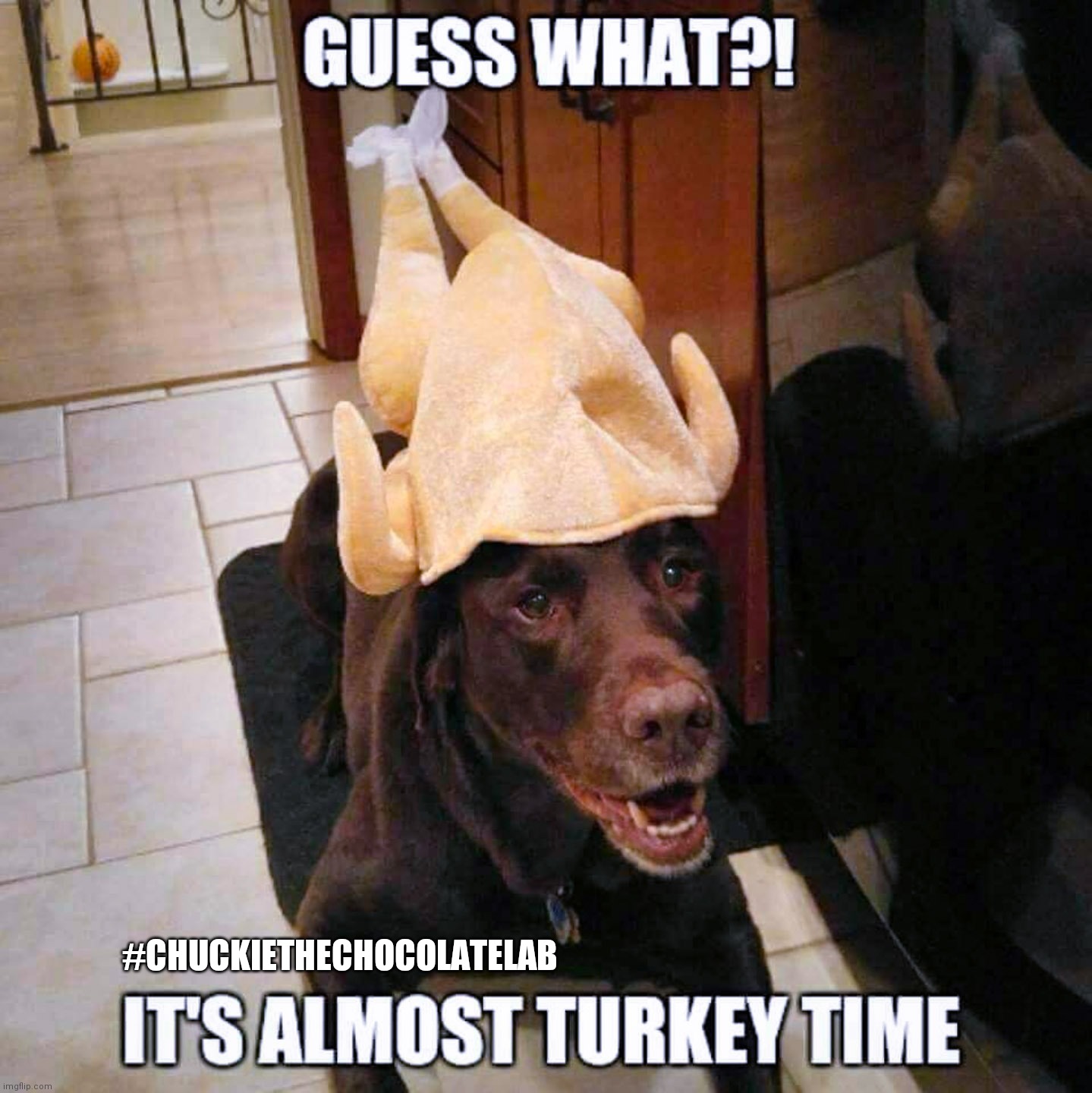 Almost Turkey Time! | #CHUCKIETHECHOCOLATELAB | image tagged in chuckie the chocolate lab,turkey day,thanksgiving,dogs,memes,funny | made w/ Imgflip meme maker