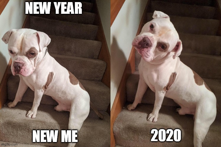 New year new me | NEW YEAR; NEW ME; 2020 | image tagged in 2020,funny dogs,bulldog,pitbull,new year | made w/ Imgflip meme maker