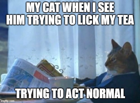 I Should Buy A Boat Cat | MY CAT WHEN I SEE HIM TRYING TO LICK MY TEA; TRYING TO ACT NORMAL | image tagged in memes,i should buy a boat cat | made w/ Imgflip meme maker