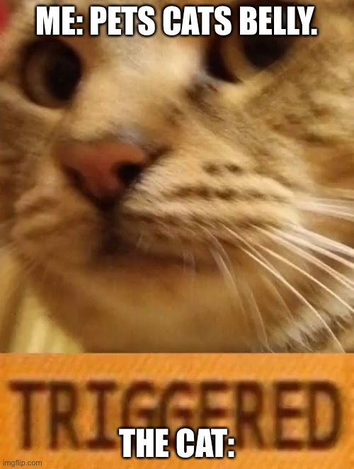 Oh no | ME: PETS CATS BELLY. THE CAT: | image tagged in triggered cat | made w/ Imgflip meme maker