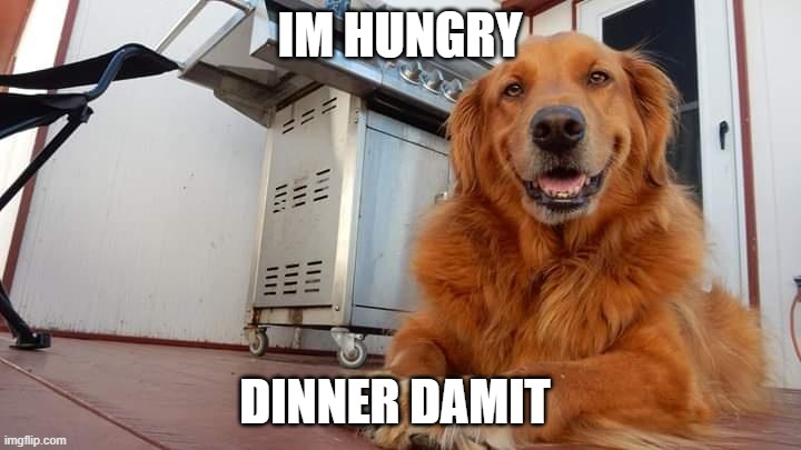 dog | IM HUNGRY; DINNER DAMIT | image tagged in dog | made w/ Imgflip meme maker
