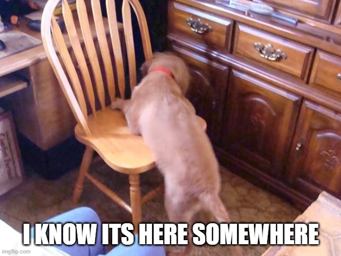 dog | I KNOW ITS HERE SOMEWHERE | image tagged in dog | made w/ Imgflip meme maker