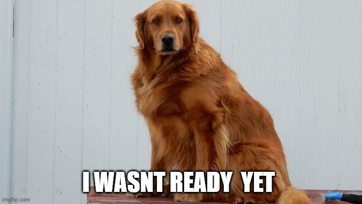 dog | I WASNT READY  YET | image tagged in dog | made w/ Imgflip meme maker