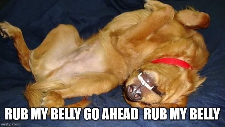 dog | RUB MY BELLY GO AHEAD  RUB MY BELLY | image tagged in dog | made w/ Imgflip meme maker
