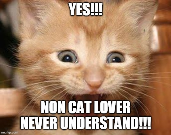 Excited Cat Meme | YES!!! NON CAT LOVER NEVER UNDERSTAND!!! | image tagged in memes,excited cat | made w/ Imgflip meme maker