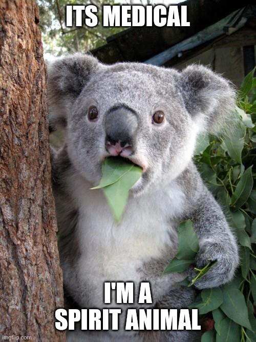 Surprised Koala | ITS MEDICAL; I'M A SPIRIT ANIMAL | image tagged in memes,surprised koala | made w/ Imgflip meme maker