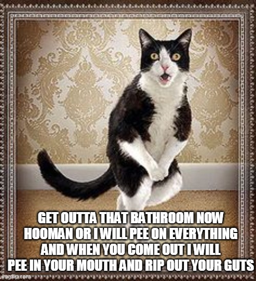 cat | GET OUTTA THAT BATHROOM NOW HOOMAN OR I WILL PEE ON EVERYTHING AND WHEN YOU COME OUT I WILL PEE IN YOUR MOUTH AND RIP OUT YOUR GUTS | image tagged in cat pee pee dance | made w/ Imgflip meme maker