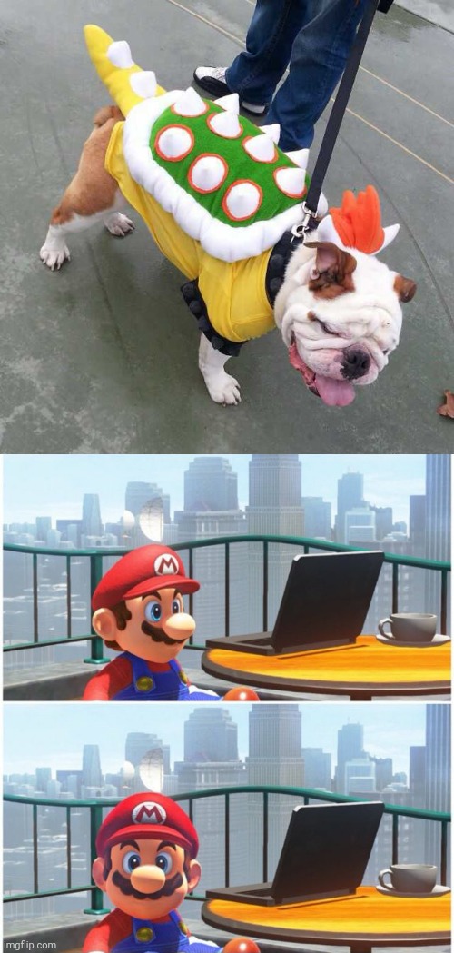 THAT'S A CUTE BOWSER | image tagged in bowser,super mario bros,cosplay,dog | made w/ Imgflip meme maker
