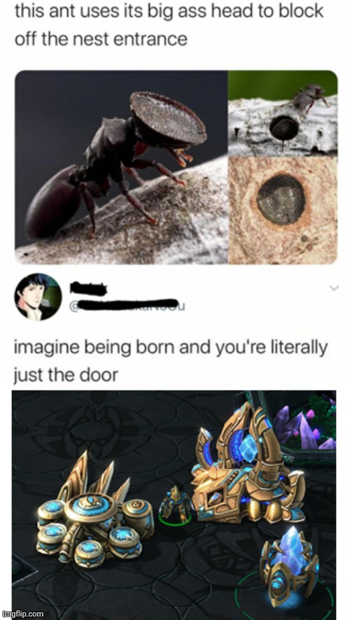 Sc2 Meme Ig | image tagged in tag | made w/ Imgflip meme maker