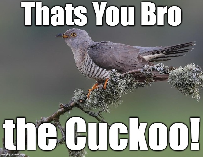 Thats You Bro the Cuckoo! | made w/ Imgflip meme maker