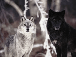 Wolves forever | image tagged in gifs | made w/ Imgflip images-to-gif maker