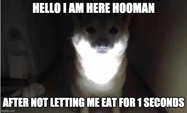 lemme eat! | HELLO I AM HERE HOOMAN; AFTER NOT LETTING ME EAT FOR 1 SECONDS | image tagged in shibe at 3am | made w/ Imgflip meme maker