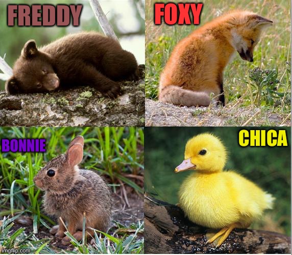 Here they are ... the stars of the show |  FOXY; FREDDY; CHICA; BONNIE | image tagged in fnaf,animals | made w/ Imgflip meme maker
