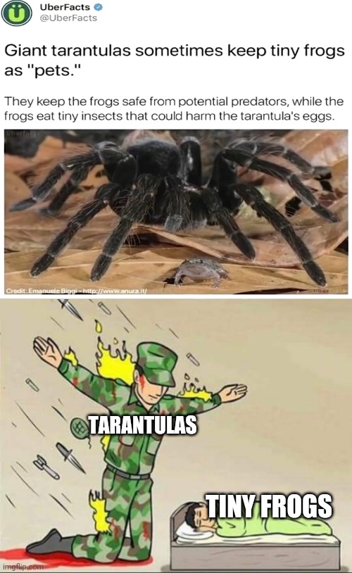 Wholesome spider moment | TARANTULAS; TINY FROGS | image tagged in soldier protecting sleeping child,wholesome,memes,spider | made w/ Imgflip meme maker