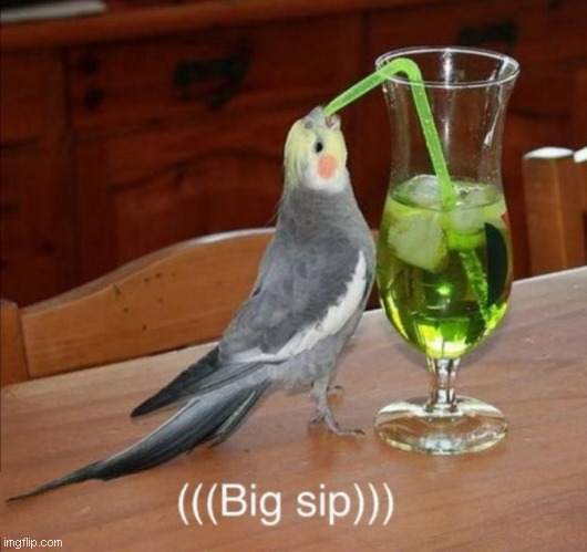 Bird drinking green juice | image tagged in bird drinking green juice | made w/ Imgflip meme maker