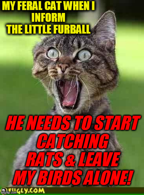 Cat freak out | MY FERAL CAT WHEN I
INFORM THE LITTLE FURBALL HE NEEDS TO START
CATCHING RATS & LEAVE
MY BIRDS ALONE! | image tagged in cat freak out | made w/ Imgflip meme maker