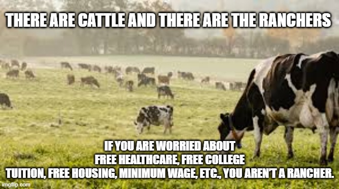 Cattle and ranchers | THERE ARE CATTLE AND THERE ARE THE RANCHERS; IF YOU ARE WORRIED ABOUT FREE HEALTHCARE, FREE COLLEGE TUITION, FREE HOUSING, MINIMUM WAGE, ETC., YOU AREN’T A RANCHER. | image tagged in cattle | made w/ Imgflip meme maker