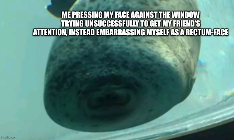 Squishy Seal | ME PRESSING MY FACE AGAINST THE WINDOW TRYING UNSUCCESSFULLY TO GET MY FRIEND'S ATTENTION, INSTEAD EMBARRASSING MYSELF AS A RECTUM-FACE | image tagged in squishy seal,friendship,glass of water | made w/ Imgflip meme maker