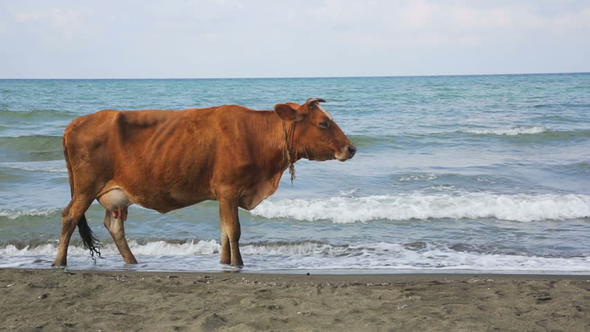 cow on the beach looking at sea Blank Meme Template