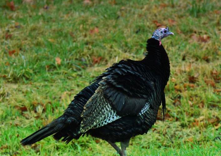 this morning on my walk | made w/ Imgflip meme maker