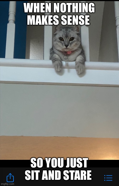 White kitten | WHEN NOTHING MAKES SENSE; SO YOU JUST SIT AND STARE | image tagged in white kitten | made w/ Imgflip meme maker