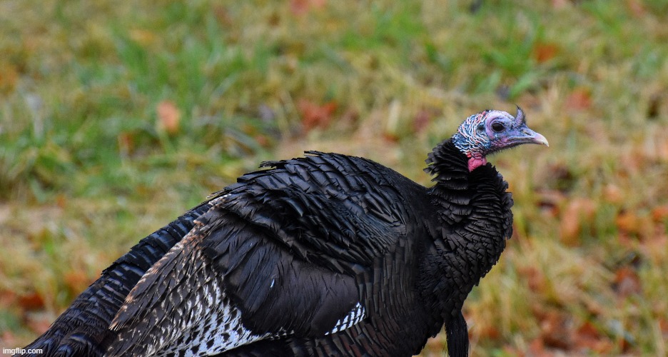 turkeys out for a walk just like me | made w/ Imgflip meme maker