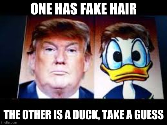 Donald Trump Donald Duck | ONE HAS FAKE HAIR; THE OTHER IS A DUCK, TAKE A GUESS | image tagged in donald trump donald duck | made w/ Imgflip meme maker