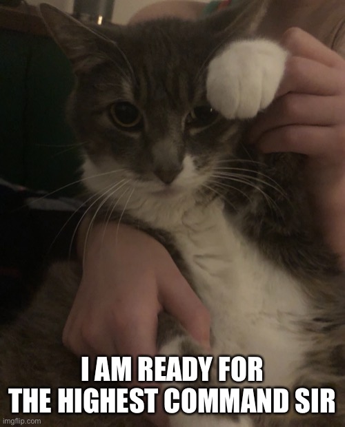 Salute | I AM READY FOR THE HIGHEST COMMAND SIR | image tagged in funny cat memes | made w/ Imgflip meme maker