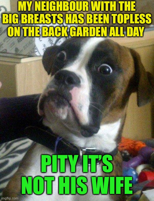 Tittering ! | MY NEIGHBOUR WITH THE BIG BREASTS HAS BEEN TOPLESS ON THE BACK GARDEN ALL DAY; PITY IT’S NOT HIS WIFE | image tagged in blankie the shocked dog,boobies,moobs,voyerism,nudity,dark humour | made w/ Imgflip meme maker