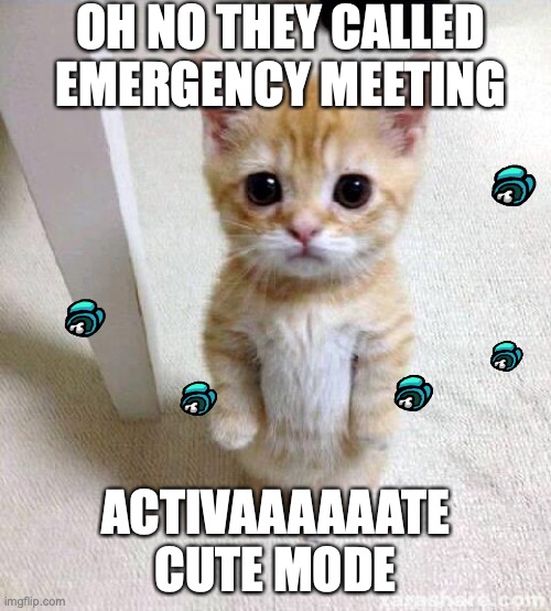 Cute cat | OH NO THEY CALLED EMERGENCY MEETING; ACTIVAAAAAATE CUTE MODE | image tagged in memes,cute cat,emergency meeting among us | made w/ Imgflip meme maker