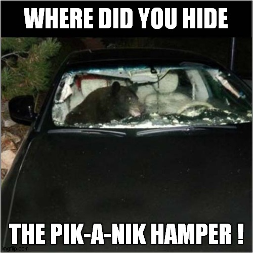 Bears Frustration | WHERE DID YOU HIDE; THE PIK-A-NIK HAMPER ! | image tagged in bears,pik-a-nik hamper,frontpage | made w/ Imgflip meme maker