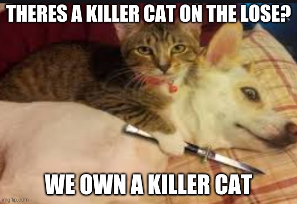 killer cat | THERES A KILLER CAT ON THE LOSE? WE OWN A KILLER CAT | image tagged in cats with guns | made w/ Imgflip meme maker