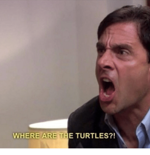 where are the turtles Blank Meme Template