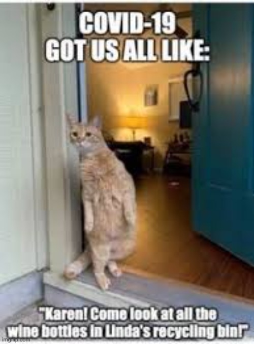 Covid got us all like! | image tagged in cats,funny,covid | made w/ Imgflip meme maker