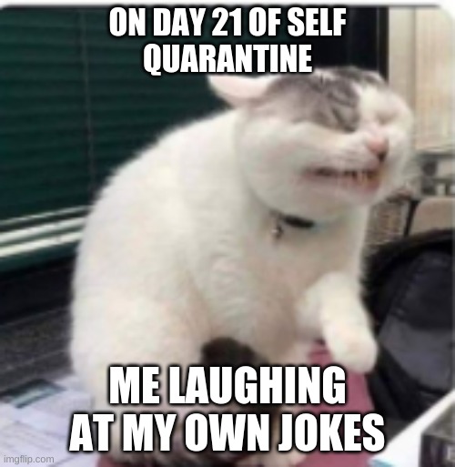Me laughing at my own jokes | ON DAY 21 OF SELF
QUARANTINE; ME LAUGHING AT MY OWN JOKES | image tagged in cats,covid-19 | made w/ Imgflip meme maker