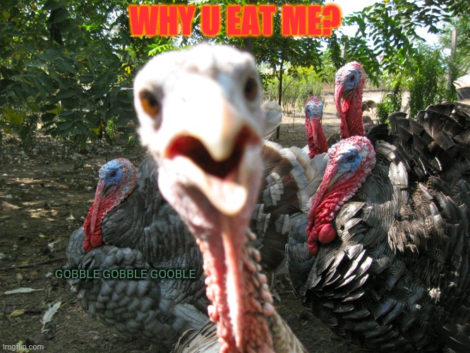 Turkeys | WHY U EAT ME? GOBBLE GOBBLE GOOBLE | image tagged in turkeys | made w/ Imgflip meme maker