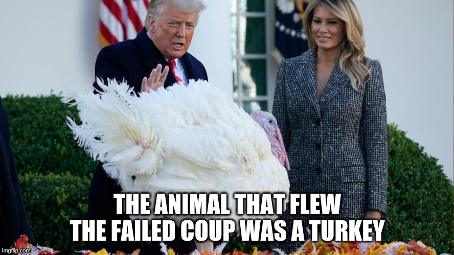 A visual representation of Trump's attempt to steal the election | THE ANIMAL THAT FLEW THE FAILED COUP WAS A TURKEY | image tagged in trump,humor,failed couop,turkey,election 2020,puns | made w/ Imgflip meme maker
