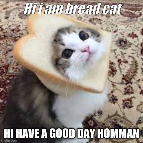 This is bread cat , he likes u :) | Hi i am bread cat; HI HAVE A GOOD DAY HOMMAN | image tagged in bread cat | made w/ Imgflip meme maker