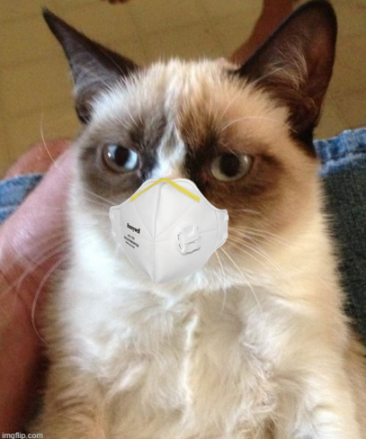 High Quality Grumpy Cat Mask Blank Meme Template