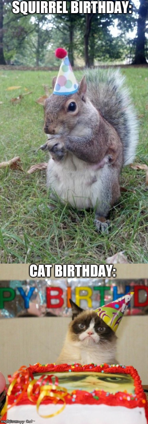 I don't know-THEY JUST LOOK SOOO CUTE | SQUIRREL BIRTHDAY:; CAT BIRTHDAY: | image tagged in memes,super birthday squirrel,grumpy cat birthday,animals,cute animals,i don't know | made w/ Imgflip meme maker
