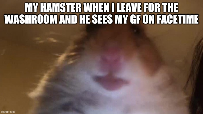 MY HAMSTER WHEN I LEAVE FOR THE WASHROOM AND HE SEES MY GF ON FACETIME | image tagged in imgflip | made w/ Imgflip meme maker