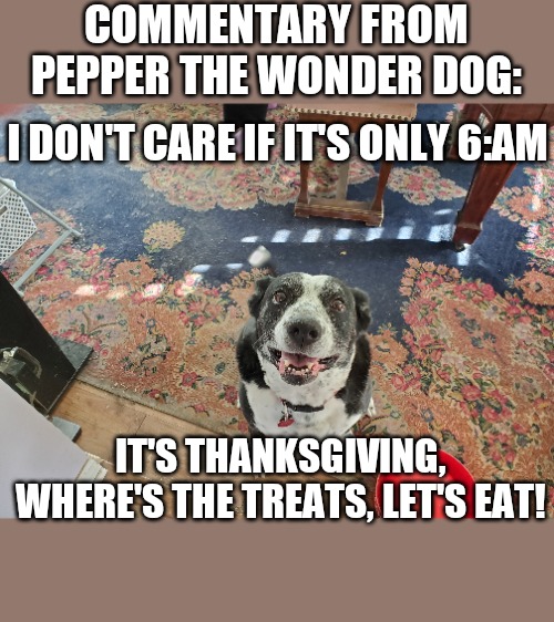 Pepper the wonder dog | COMMENTARY FROM PEPPER THE WONDER DOG:; I DON'T CARE IF IT'S ONLY 6:AM; IT'S THANKSGIVING, WHERE'S THE TREATS, LET'S EAT! | image tagged in pepper | made w/ Imgflip meme maker