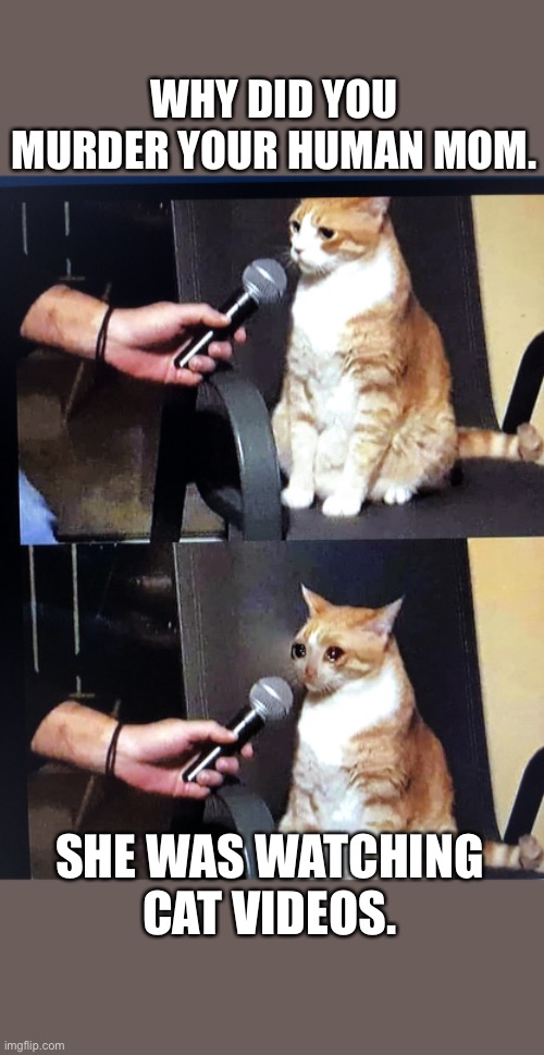 Cat interview crying | WHY DID YOU MURDER YOUR HUMAN MOM. SHE WAS WATCHING CAT VIDEOS. | image tagged in cat interview crying | made w/ Imgflip meme maker