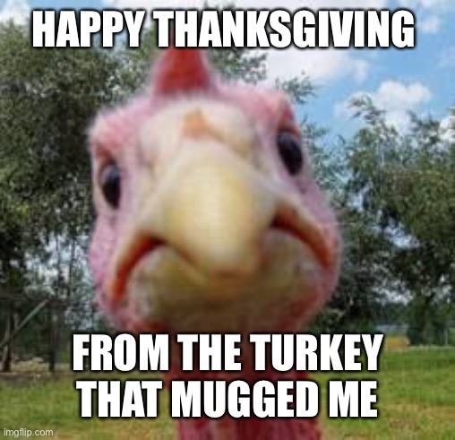 He hates thanksgiving and hopes you all suffer. But it makes sense | HAPPY THANKSGIVING; FROM THE TURKEY THAT MUGGED ME | image tagged in turkey | made w/ Imgflip meme maker