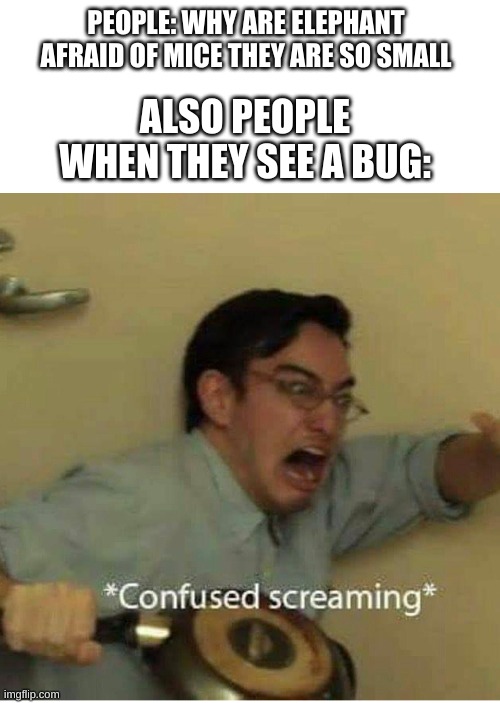 It's the same thing | PEOPLE: WHY ARE ELEPHANT AFRAID OF MICE THEY ARE SO SMALL; ALSO PEOPLE WHEN THEY SEE A BUG: | image tagged in confused screaming | made w/ Imgflip meme maker